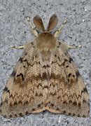 Image result for Gypsy Moth Invasive Species