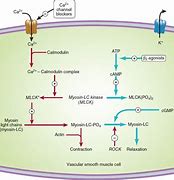 Image result for Vasodilators in Angina Pectoris