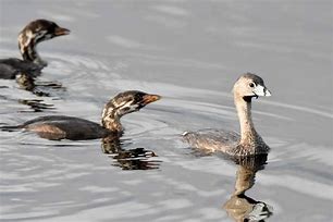 Image result for Grebe Florida