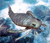 Image result for Eurypterid Blender