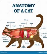 Image result for Cat Digestive Tract