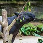 Image result for Wild Tapir