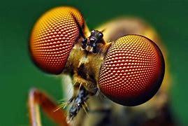 Image result for Fly Eyes