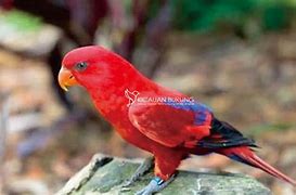 Image result for Burung Nuri Merah