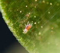 Image result for Little Red Spiders Mites