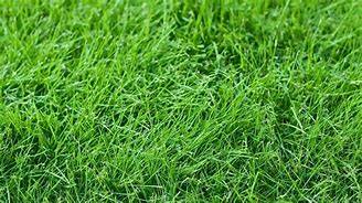 Image result for Nutsedge vs Crabgrass