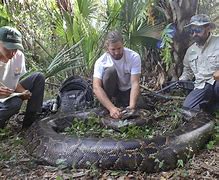 Image result for Giant Python