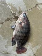 Image result for Live Tilapia Fish