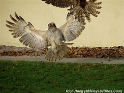 Image result for Shocked Hawk