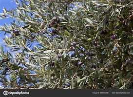 Image result for Olive Green Tree Branches