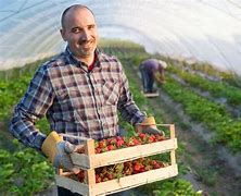 Image result for Fruit Farmer