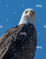 Image result for Eagle Portrait