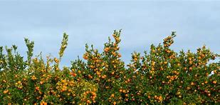 Image result for Citrus Australis