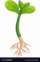 Image result for Cartoon Plant with Roots