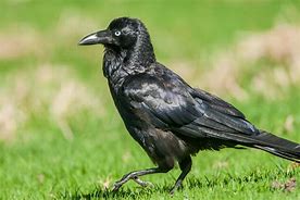 Image result for Goofy Raven Imgages