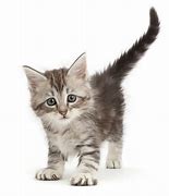 Image result for Tabby Cat Kitten