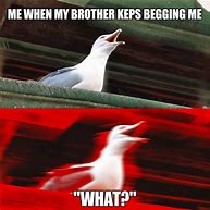 Image result for Seagull Meme Christmas