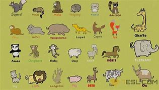 Image result for Every Kind of Animal