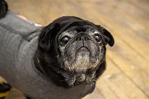 Image result for Pug Black Orange Eyes