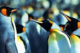 Image result for Penguin Laptop Wallpaper