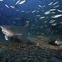 Image result for Bull Shark Pup