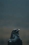 Image result for Raven R64