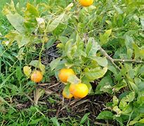 Image result for Citrus Harvest