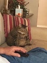 Image result for Fat Cat Stare Meme