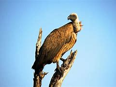 Image result for Vulture Anatomy