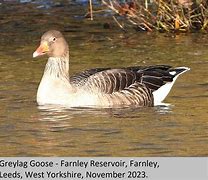 Image result for Greylag Goose Egg