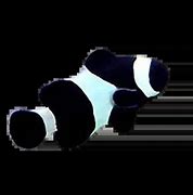 Image result for Mccullochi Clownfish