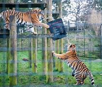 Image result for Animals in Whipsnade Zoo