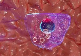 Image result for Parafollicular Cells Histology