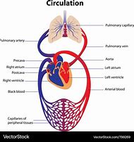 Image result for Circulatory System Blood Flow Diagram