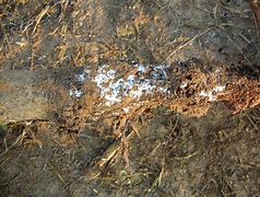 Image result for White Root Rot