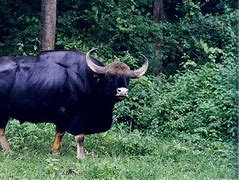 Image result for Gaur Animal