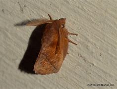 Image result for Lymantriidae