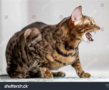 Image result for Cat Hissing Side View