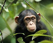 Image result for Chimp Taxonomy