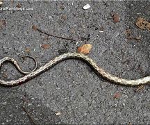 Image result for Snake Vs. Car