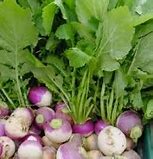 Image result for Seven Top Turnip