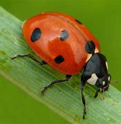 Image result for Ladybug Insect