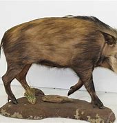 Image result for African Bushpig