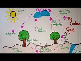 Image result for Basic Carbon Cycle Diagram