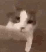 Image result for Cat Kissing Camera GIF No Background