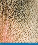 Image result for Hippo Skin Thickness