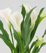 Image result for Calla Lily Flower Care