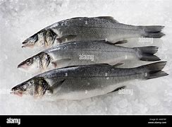 Image result for Seawolf Fish