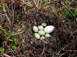 Image result for Greylag Goose Egg Roll