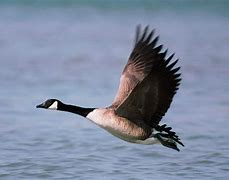 Image result for Fox Goose